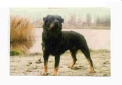 honden foto van Yann Sablerolles