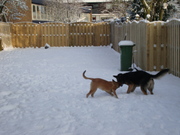 honden foto van mar