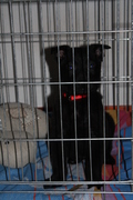 honden foto van Klaas van Vliet