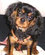 honden foto van alida waiboer