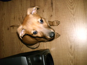 honden foto van Kirs