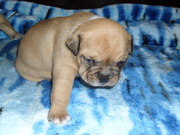 honden foto van ellen