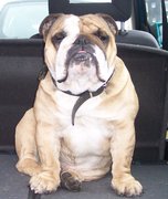 honden foto van EnglishBulldoglover