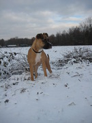 honden foto van Nori *Luna!*