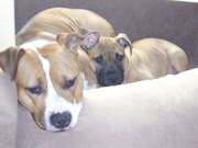 honden foto van wendy valentijn