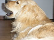 honden foto van Sonja Tolkamp