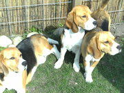honden foto van Nicole