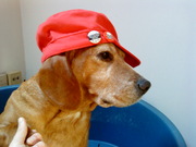 honden foto van Fienz