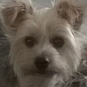 honden foto van *Laurette & Xena & Boomer ** Ares & Biggels R.I.P