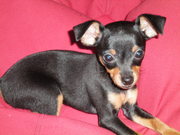 honden foto honden foto van Billie-Blue