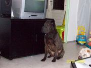 honden foto honden foto van trudy