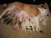 honden foto honden foto van Annet