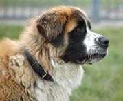 honden foto honden foto van E