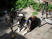 honden foto van Ruud, Rocky & Didy
