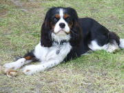 honden foto honden foto van Annet