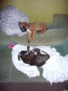 honden foto van misscee