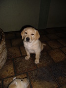 honden foto van Annemieke