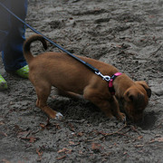 honden foto van Johan van Sophie