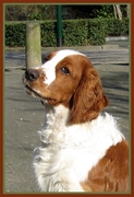 honden foto van pepita