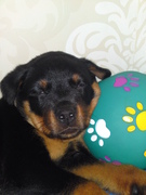 honden foto van liek