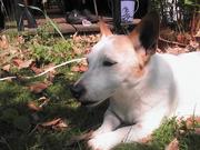 honden foto van Suzanne