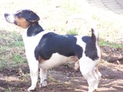 honden foto van Wendy