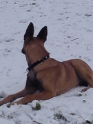 honden foto van Sylvia en Django