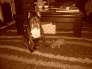 honden foto van anjamoeske.1971@hotmail.com