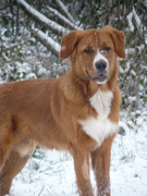 honden foto van Ivår