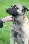 honden foto honden foto van saz