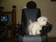 honden foto van Zykal