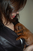 honden foto honden foto van kelly