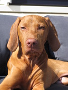 honden foto van Linda