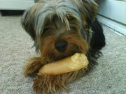 honden foto van Elyanne