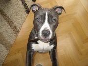 honden foto van blue-indy