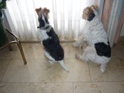 honden foto van sonja van droogenbroeck
