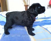 honden foto van Polina