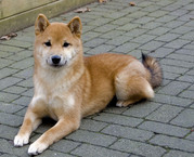 honden foto van Jan de Laat