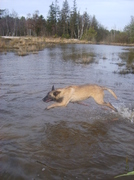 honden foto van Alpha