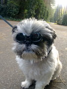 honden foto van spike