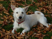 honden foto van liza