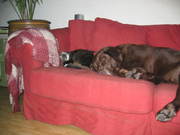 honden foto honden foto van Janszie