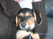 honden foto van joeri