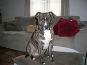 honden foto van alain