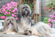 honden foto van Vandaele Martina