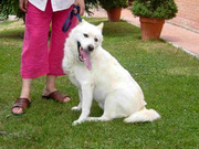 honden foto van Astrid