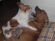 honden foto van michelle