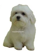 honden foto van Mario