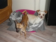 honden foto van elsje