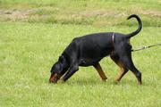 honden foto van d v rijsbergen